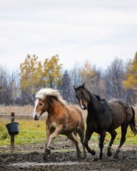 Horses running on field against sky