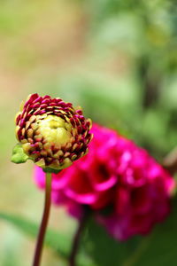 Close-up of pink flower