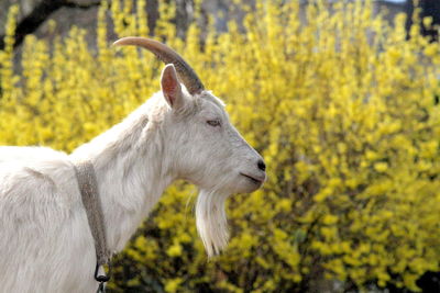 Side view of a horse on field