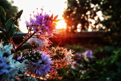 Close-up of purple flowers blooming outdoors