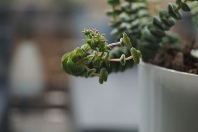 Close-up of succulent plant