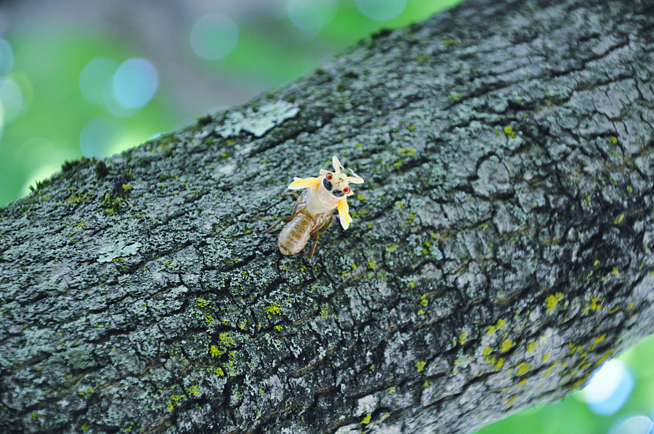 CLOSE-UP OF GRASSHOPPER ON TREE TRUNK