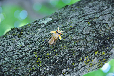 Close-up of insect on tree trunk