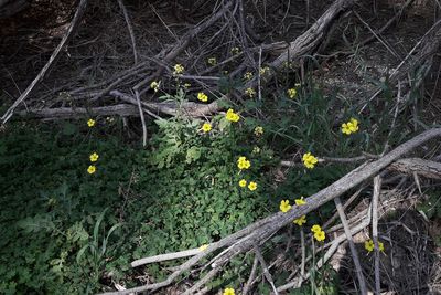 Plants growing on field