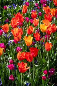 Close-up of red flowering plants in garden