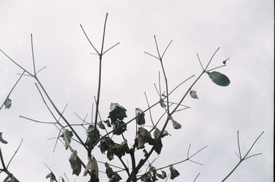 Low angle view of plant