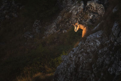 The incredible nature from ceahlau mountains, romania.