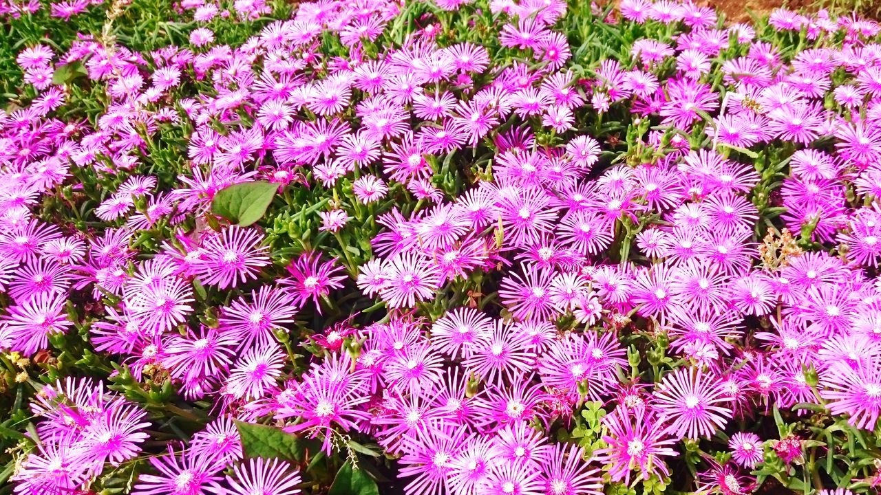 flower, freshness, growth, beauty in nature, fragility, petal, pink color, blooming, nature, plant, flower head, abundance, full frame, in bloom, purple, backgrounds, park - man made space, pink, high angle view, blossom