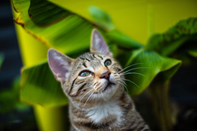 Close-up portrait of a cat