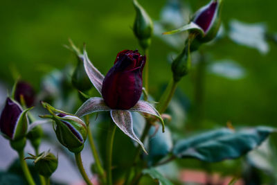 Close-up of insect on red flower