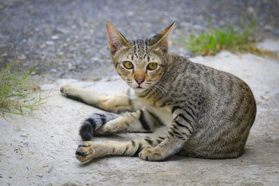 Portrait of cat sitting outdoors