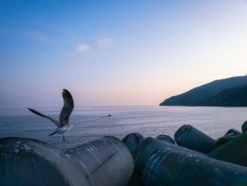 Seagull flying over tetrapod in sea against sky during sunset