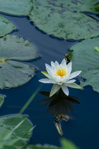 Water lily in lake