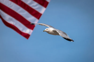 Close-up of seagull flying against american flag