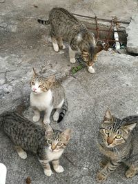 High angle view portrait of kitten sitting outdoors