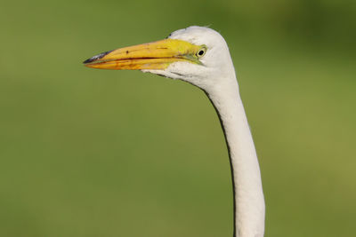 Snowy egret bird close-up head green background