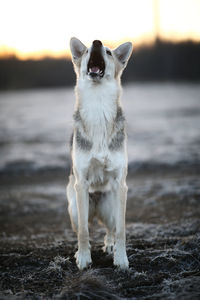 Dog standing on beach