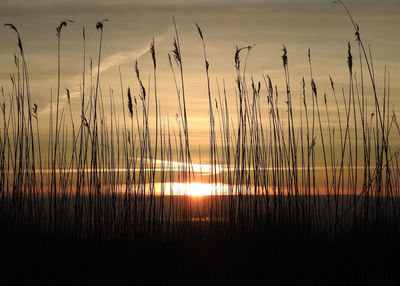 Silhouette plants by lake against sky during sunset