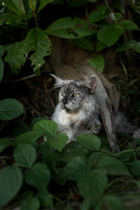 Close-up of cat