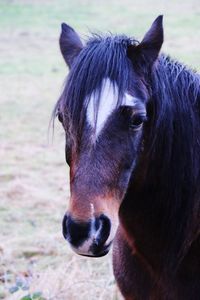 Close-up portrait of horse on field