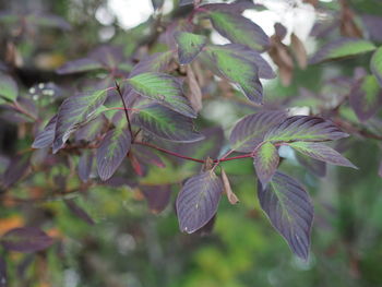 Close-up of green leaves on plant