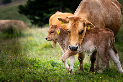 Cows on field