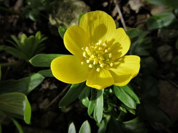 Close-up of yellow flower blooming outdoors