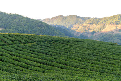 Scenic view of agricultural field
