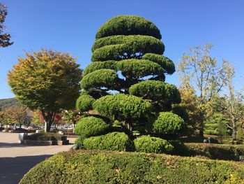 View of trees in park