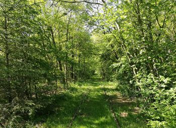 View of trees in forest