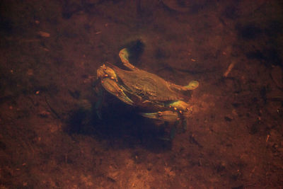 High angle view of fish swimming in sea