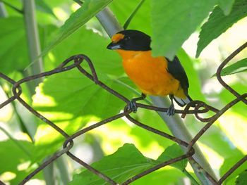 Bird perching on branch