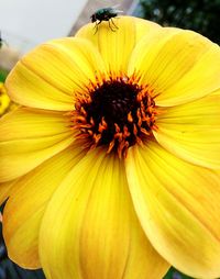 Close-up of yellow flower