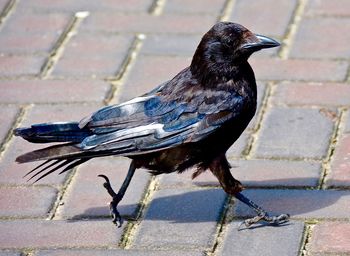 Full length of crow walking on paving stone