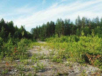 Scenic view of trees growing in forest against sky