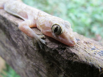 Close-up of lizard on wood