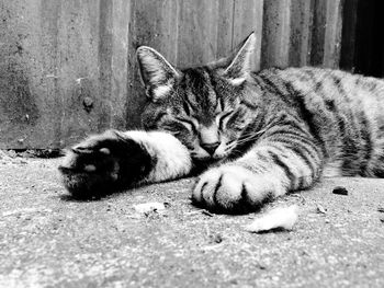 Cat sleeping on bed