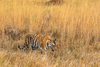 View of a zebra