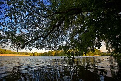 Reflection of trees in lake