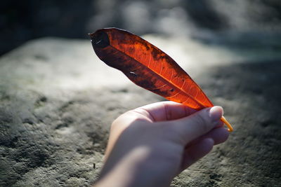 Close-up of hand holding orange leaf