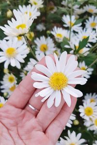 Close-up of hand holding white daisy