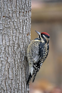 Close-up of bird perching on tree trunk