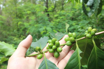 Cropped hand holding coffee crops at farm