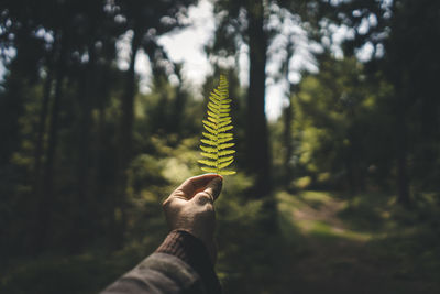 Cropped hand of person holding leaf against trees in forest