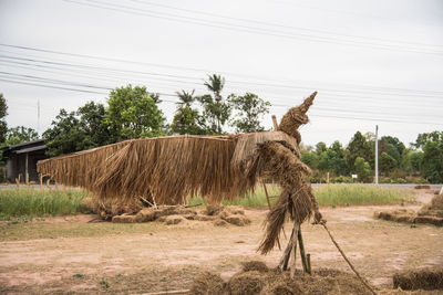 View of an animal on field