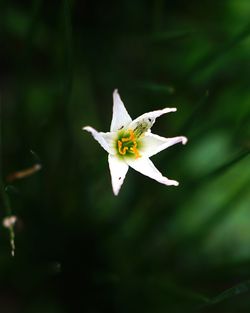 Close-up of white flower