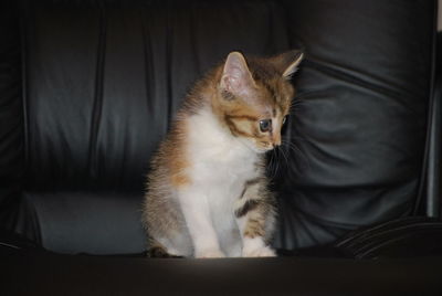 Close-up of cat sitting on sofa at home