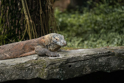 Komodo taking his time resting above the stone