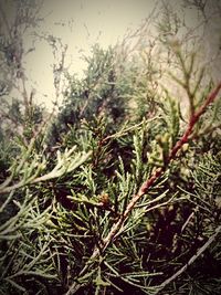 Close-up of plants growing on field