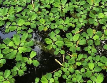High angle view of leaves floating on lake